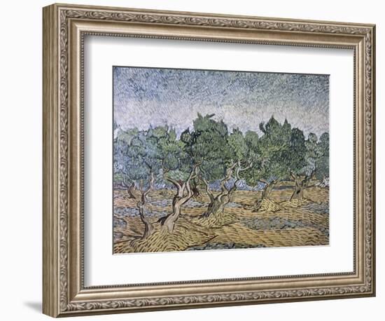 Olive Orchard, Violet Soil-Vincent van Gogh-Framed Giclee Print