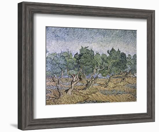 Olive Orchard, Violet Soil-Vincent van Gogh-Framed Giclee Print