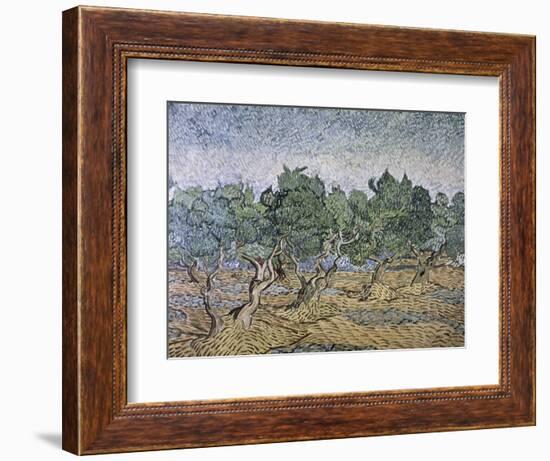 Olive Orchard, Violet Soil-Vincent van Gogh-Framed Giclee Print