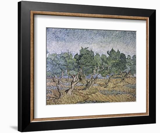 Olive Orchard, Violet Soil-Vincent van Gogh-Framed Giclee Print