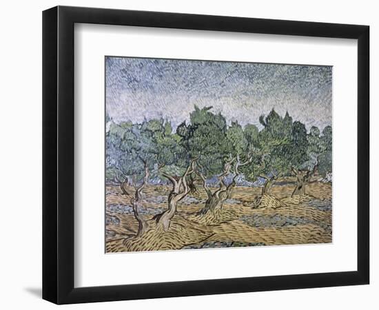 Olive Orchard, Violet Soil-Vincent van Gogh-Framed Giclee Print