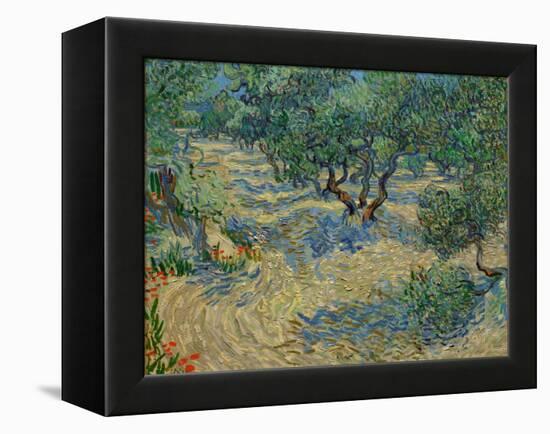 Olive Orchard-Vincent van Gogh-Framed Premier Image Canvas
