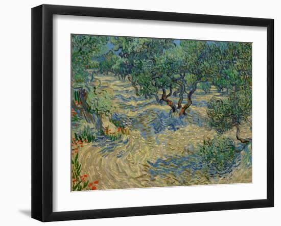 Olive Orchard-Vincent van Gogh-Framed Giclee Print