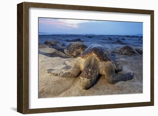 Olive Ridley Sea Turtle nesting, Arribada, Playa Morro Ayuta, Mexico-Claudio Contreras-Framed Photographic Print