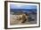 Olive Ridley Sea Turtle nesting, Arribada, Playa Morro Ayuta, Mexico-Claudio Contreras-Framed Photographic Print