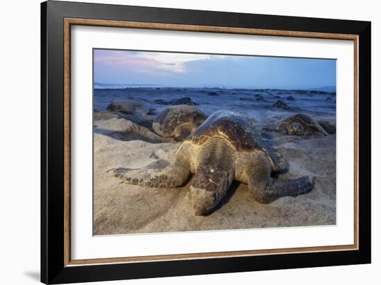 Olive Ridley Sea Turtle nesting, Arribada, Playa Morro Ayuta, Mexico-Claudio Contreras-Framed Photographic Print