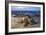 Olive Ridley Sea Turtle nesting, Arribada, Playa Morro Ayuta, Mexico-Claudio Contreras-Framed Photographic Print