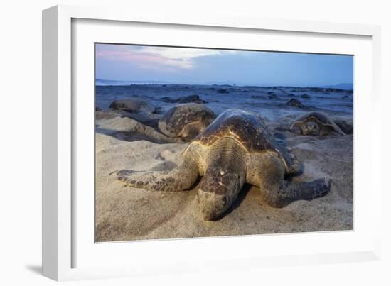 Olive Ridley Sea Turtle nesting, Arribada, Playa Morro Ayuta, Mexico-Claudio Contreras-Framed Photographic Print