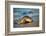 Olive ridley turtle coming ashore at dawn to lay eggs, Mexico-Tui De Roy-Framed Photographic Print