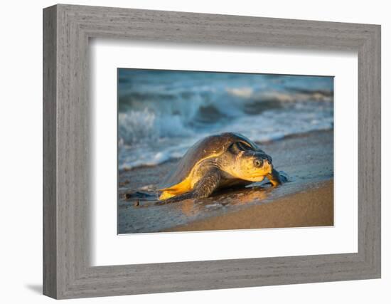 Olive ridley turtle coming ashore at dawn to lay eggs, Mexico-Tui De Roy-Framed Photographic Print