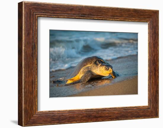 Olive ridley turtle coming ashore at dawn to lay eggs, Mexico-Tui De Roy-Framed Photographic Print