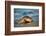 Olive ridley turtle coming ashore at dawn to lay eggs, Mexico-Tui De Roy-Framed Photographic Print