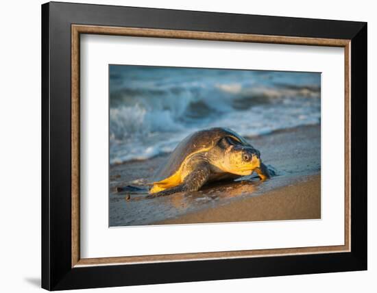 Olive ridley turtle coming ashore at dawn to lay eggs, Mexico-Tui De Roy-Framed Photographic Print