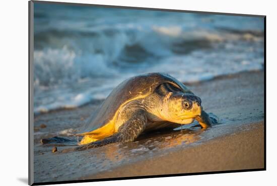 Olive ridley turtle coming ashore at dawn to lay eggs, Mexico-Tui De Roy-Mounted Photographic Print