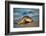 Olive ridley turtle coming ashore at dawn to lay eggs, Mexico-Tui De Roy-Framed Photographic Print