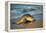 Olive ridley turtle coming ashore at dawn to lay eggs, Mexico-Tui De Roy-Framed Premier Image Canvas