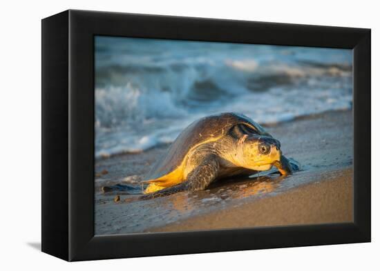 Olive ridley turtle coming ashore at dawn to lay eggs, Mexico-Tui De Roy-Framed Premier Image Canvas