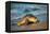 Olive ridley turtle coming ashore at dawn to lay eggs, Mexico-Tui De Roy-Framed Premier Image Canvas