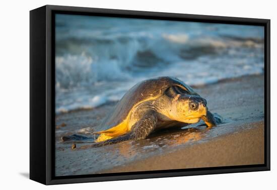 Olive ridley turtle coming ashore at dawn to lay eggs, Mexico-Tui De Roy-Framed Premier Image Canvas