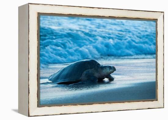 Olive ridley turtle coming ashore at dusk to lay eggs, Mexico-Tui De Roy-Framed Premier Image Canvas