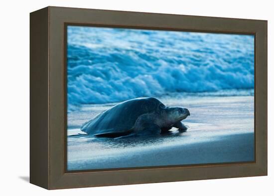 Olive ridley turtle coming ashore at dusk to lay eggs, Mexico-Tui De Roy-Framed Premier Image Canvas