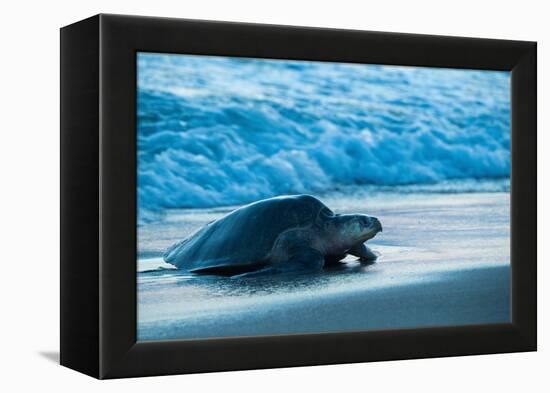 Olive ridley turtle coming ashore at dusk to lay eggs, Mexico-Tui De Roy-Framed Premier Image Canvas