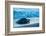 Olive ridley turtle coming ashore at dusk to lay eggs, Mexico-Tui De Roy-Framed Photographic Print