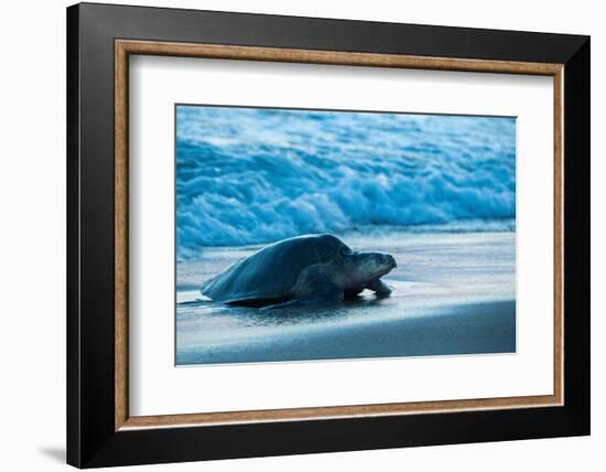 Olive ridley turtle coming ashore at dusk to lay eggs, Mexico-Tui De Roy-Framed Photographic Print