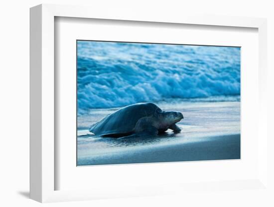 Olive ridley turtle coming ashore at dusk to lay eggs, Mexico-Tui De Roy-Framed Photographic Print