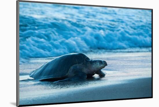 Olive ridley turtle coming ashore at dusk to lay eggs, Mexico-Tui De Roy-Mounted Photographic Print