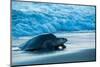 Olive ridley turtle coming ashore at dusk to lay eggs, Mexico-Tui De Roy-Mounted Photographic Print