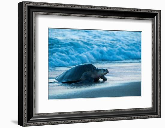 Olive ridley turtle coming ashore at dusk to lay eggs, Mexico-Tui De Roy-Framed Photographic Print