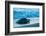 Olive ridley turtle coming ashore at dusk to lay eggs, Mexico-Tui De Roy-Framed Photographic Print