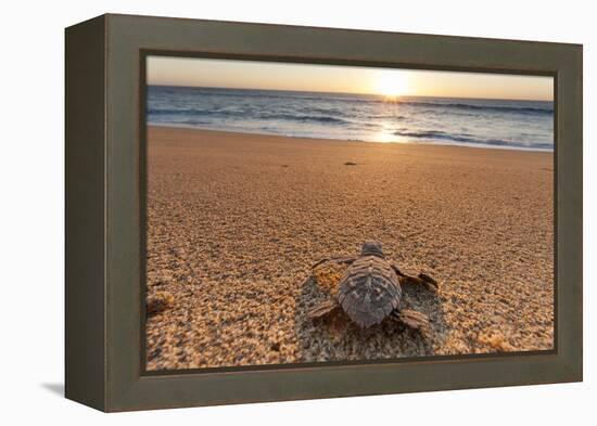 Olive Ridley Turtle Hatchling, Baja, Mexico-Paul Souders-Framed Premier Image Canvas