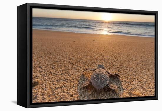 Olive Ridley Turtle Hatchling, Baja, Mexico-Paul Souders-Framed Premier Image Canvas