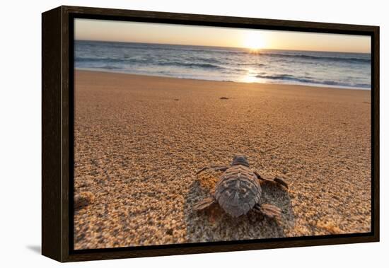 Olive Ridley Turtle Hatchling, Baja, Mexico-Paul Souders-Framed Premier Image Canvas