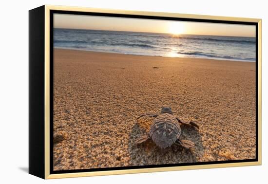 Olive Ridley Turtle Hatchling, Baja, Mexico-Paul Souders-Framed Premier Image Canvas