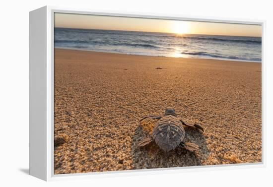 Olive Ridley Turtle Hatchling, Baja, Mexico-Paul Souders-Framed Premier Image Canvas