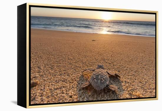 Olive Ridley Turtle Hatchling, Baja, Mexico-Paul Souders-Framed Premier Image Canvas