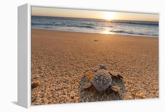 Olive Ridley Turtle Hatchling, Baja, Mexico-Paul Souders-Framed Premier Image Canvas