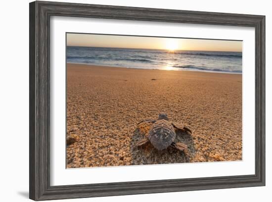 Olive Ridley Turtle Hatchling, Baja, Mexico-Paul Souders-Framed Photographic Print