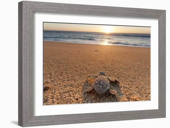 Olive Ridley Turtle Hatchling, Baja, Mexico-Paul Souders-Framed Photographic Print