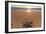 Olive Ridley Turtle Hatchling, Baja, Mexico-Paul Souders-Framed Photographic Print