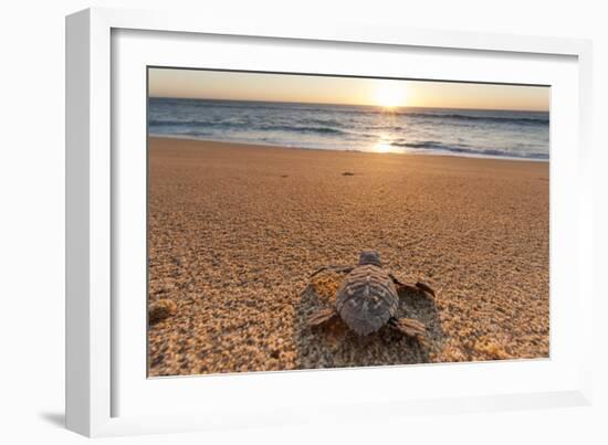 Olive Ridley Turtle Hatchling, Baja, Mexico-Paul Souders-Framed Photographic Print