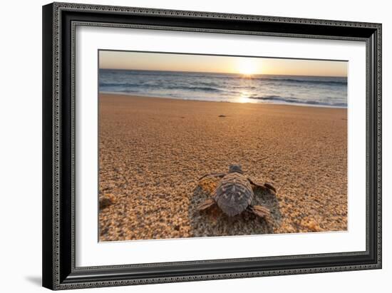 Olive Ridley Turtle Hatchling, Baja, Mexico-Paul Souders-Framed Photographic Print