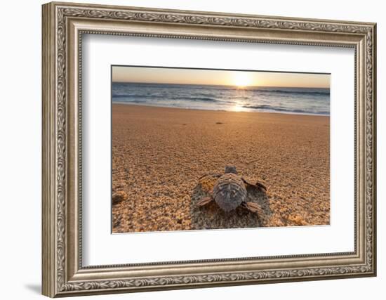 Olive Ridley Turtle Hatchling, Baja, Mexico-Paul Souders-Framed Photographic Print