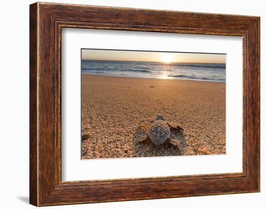 Olive Ridley Turtle Hatchling, Baja, Mexico-Paul Souders-Framed Photographic Print