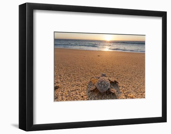 Olive Ridley Turtle Hatchling, Baja, Mexico-Paul Souders-Framed Photographic Print