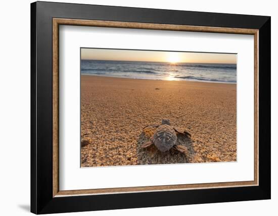 Olive Ridley Turtle Hatchling, Baja, Mexico-Paul Souders-Framed Photographic Print