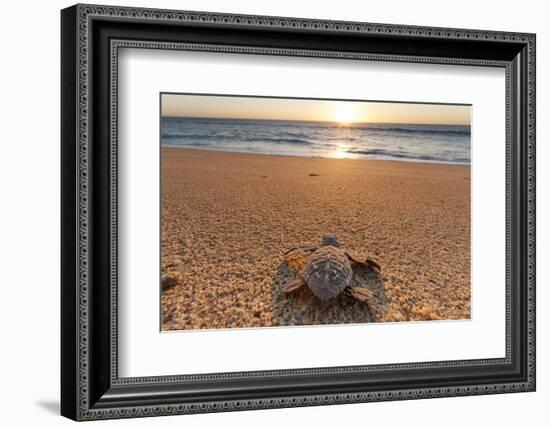 Olive Ridley Turtle Hatchling, Baja, Mexico-Paul Souders-Framed Photographic Print